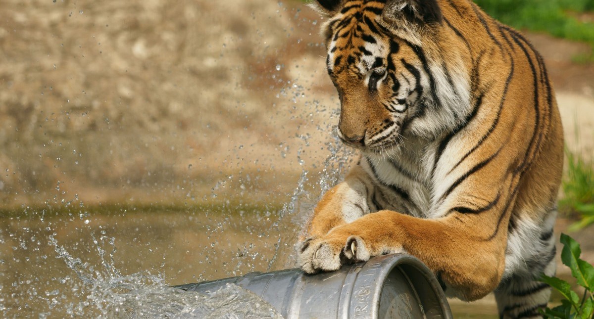 Tiger playing with toy in the water
