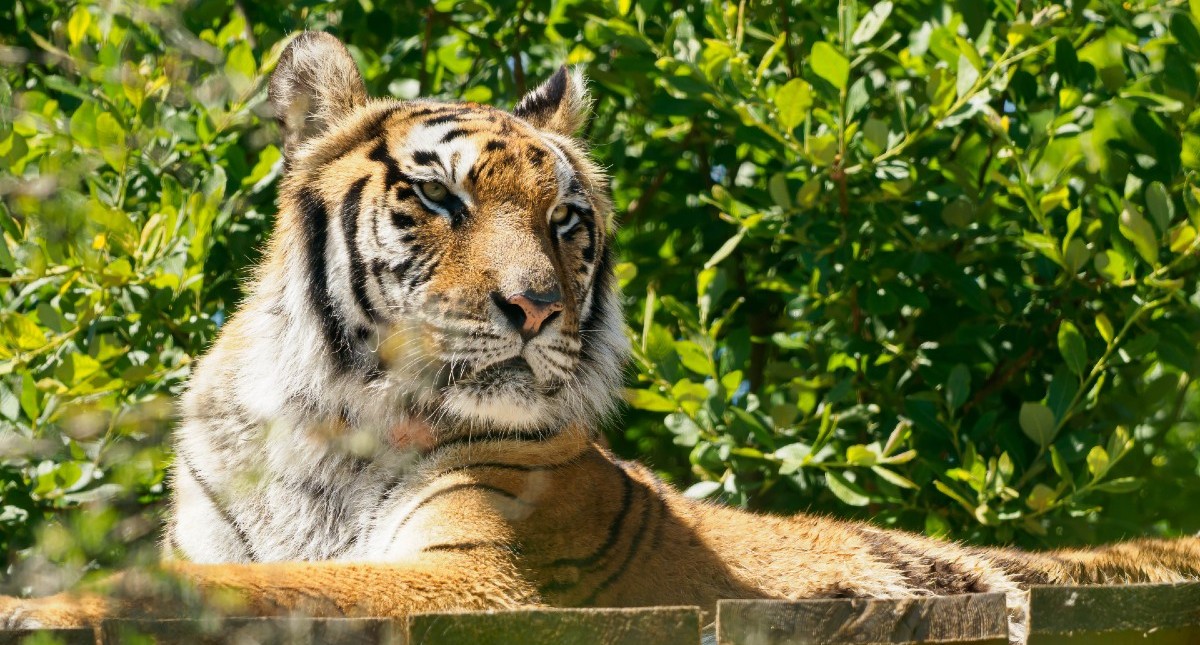 Tiger sitting watching its surroundings