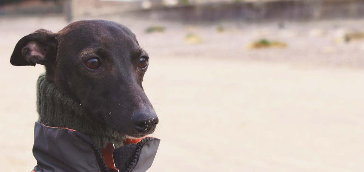 Dog Friendly Isle of Wight VisitIsleOfWight.co.uk