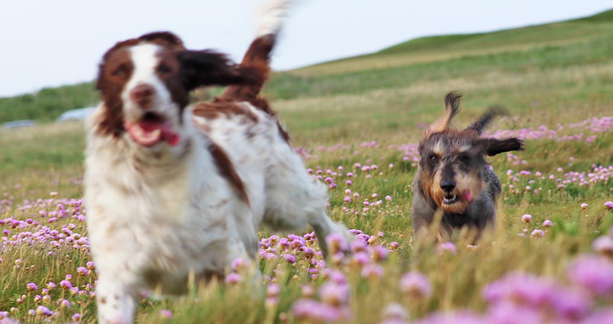 Dog Friendly Isle of Wight VisitIsleOfWight.co.uk