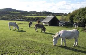 Isle of Wight Donkey Sanctuary