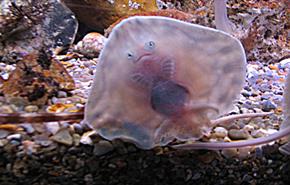 Fort Victoria Marine Aquarium