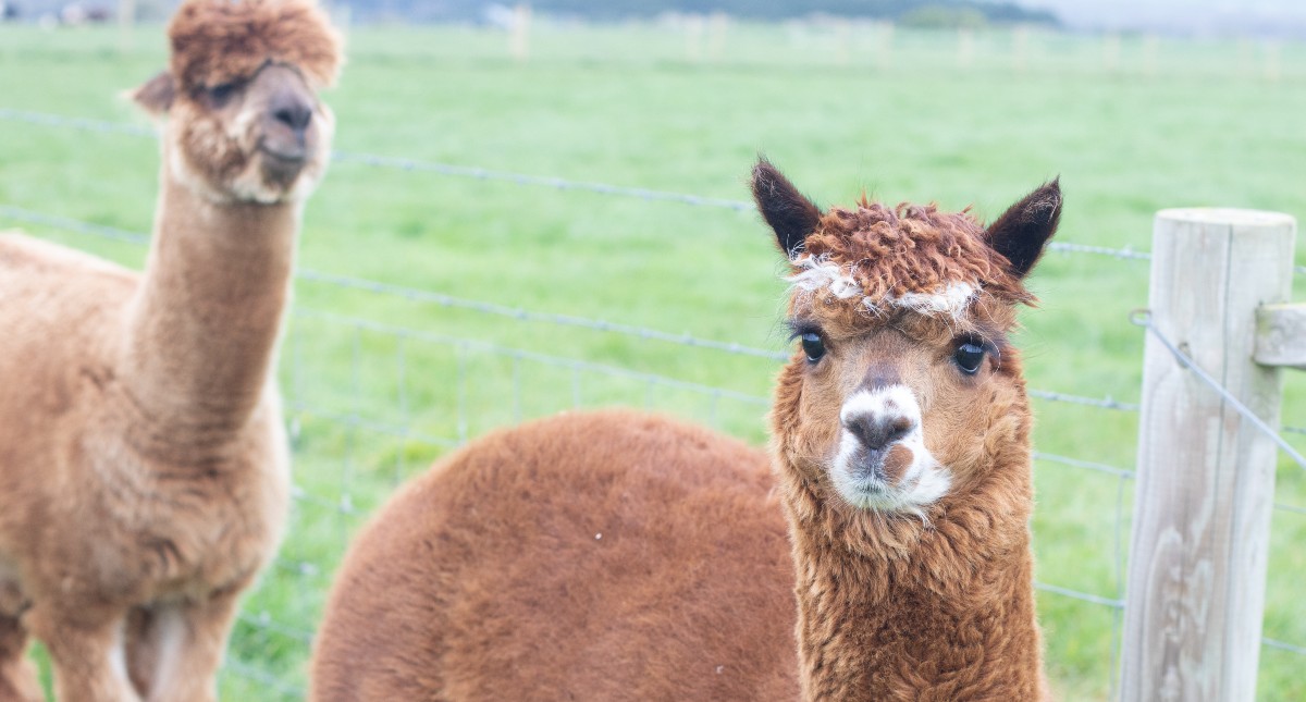 Alpacas at Tapnell Farm