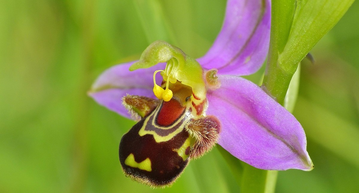 Bee orchid within Medina Valley