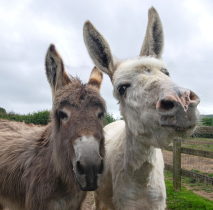 Two donkeys at the Isle of Wight Donkey Sanctuary