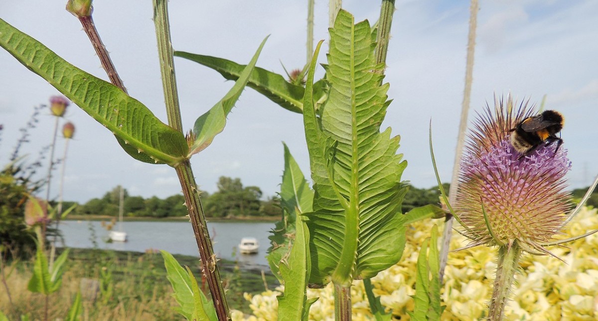 Bee on plant at Medina riverbank