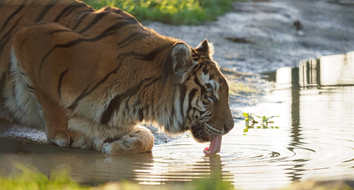 Tiger drinking water