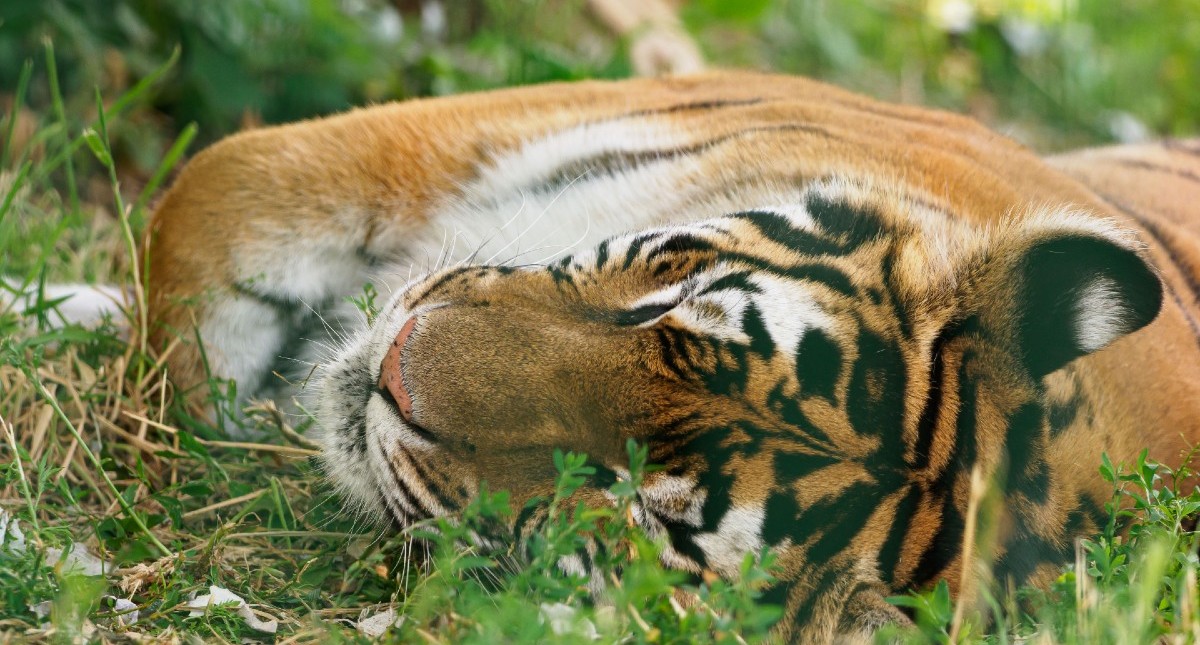 Tiger lying in the grass