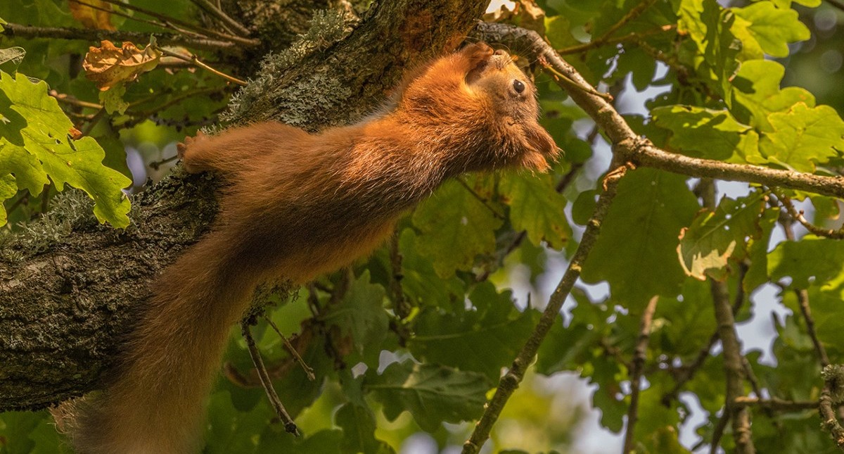 Red Squirrel climbing tree