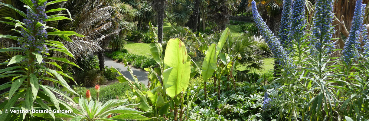 Exotic garden at Ventnor Botanic Garden on the Isle of Wight