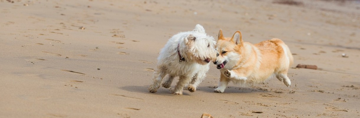 Dogs playing on Compton beach, Isle of Wight