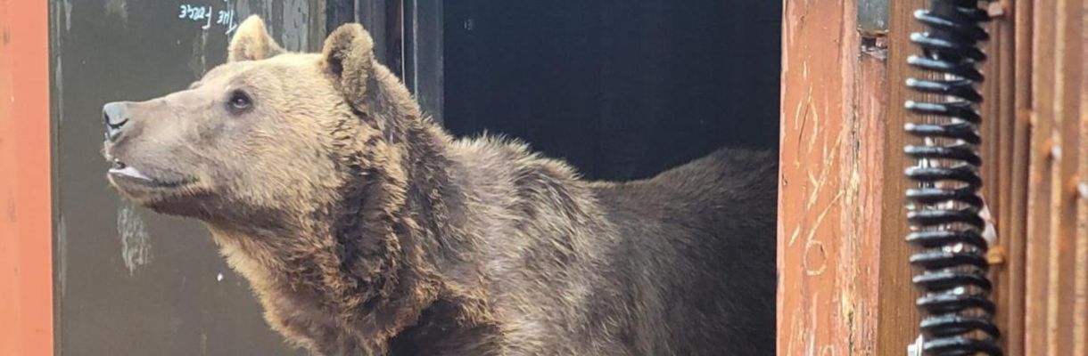 Bears at Wildheart Animal Sanctuary on the Isle of Wight