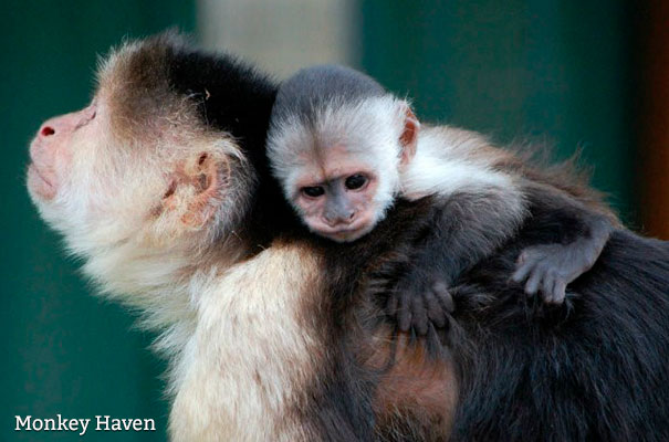 Monkey Haven - Green Star - Isle of Wight