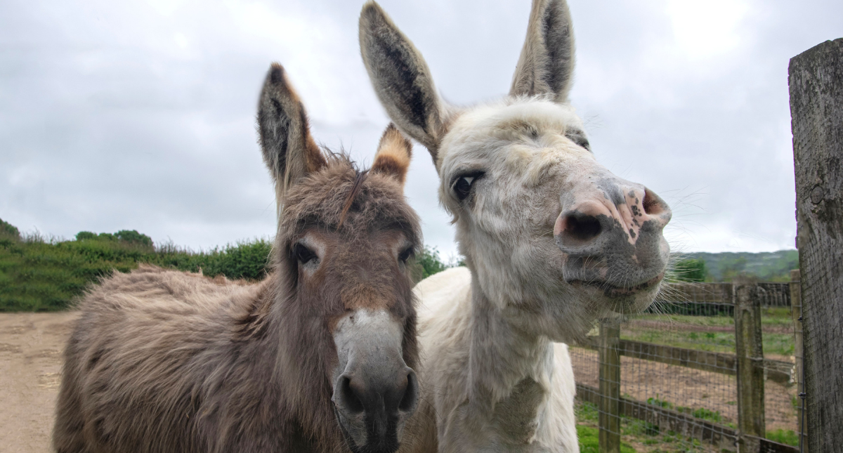 Two donkeys at Isle of Wight Donkey Sanctuary
