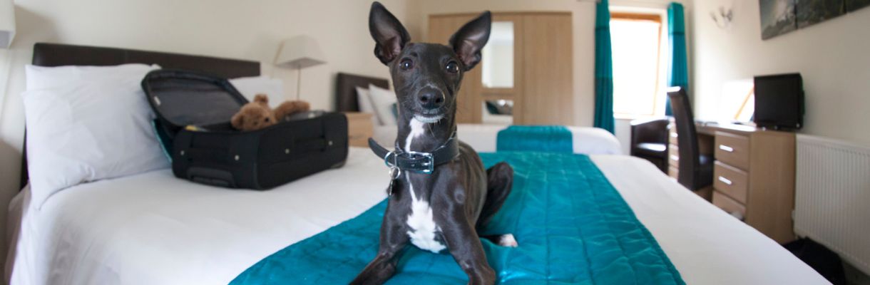 Dog sitting on bed at Luccombe Manor on the Isle of Wight