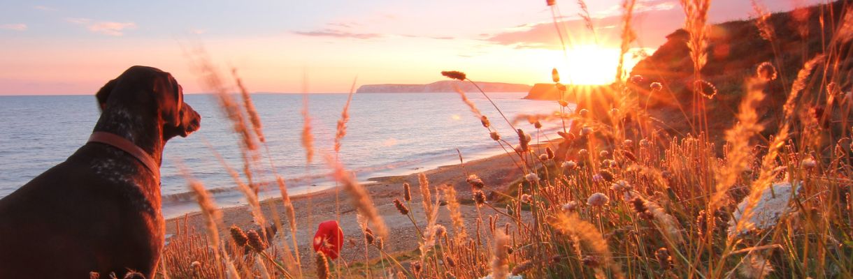 Dog looking out to sea with sunset in the background on the Isle of Wight
