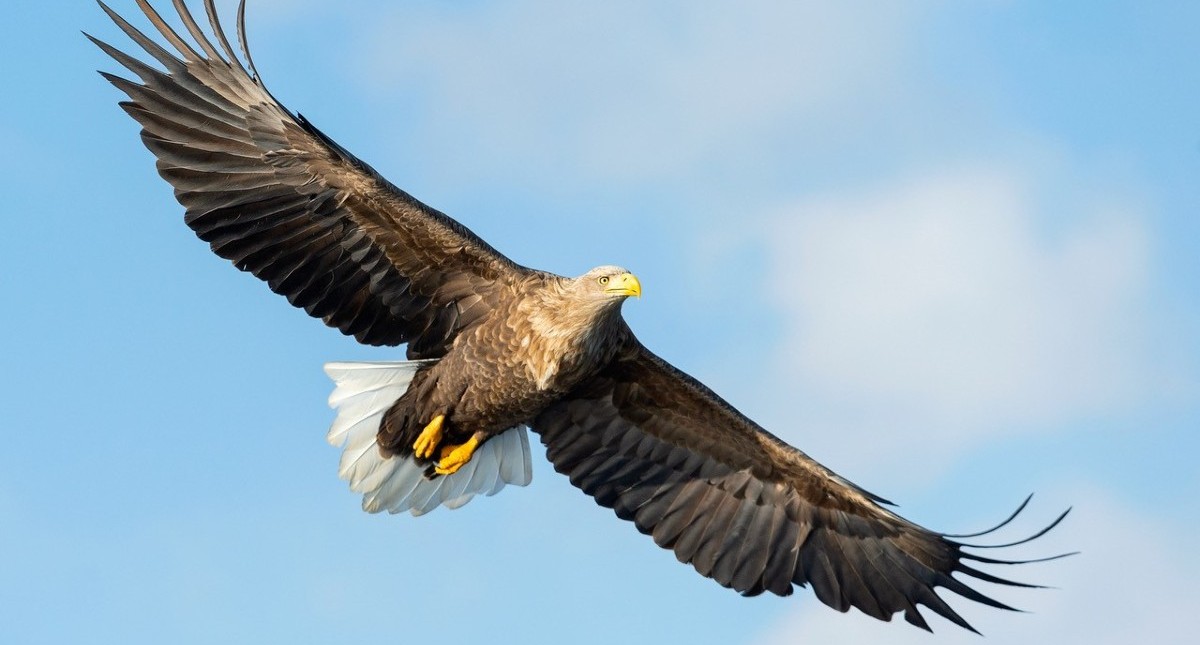 White-tailed eagle flying in the sky