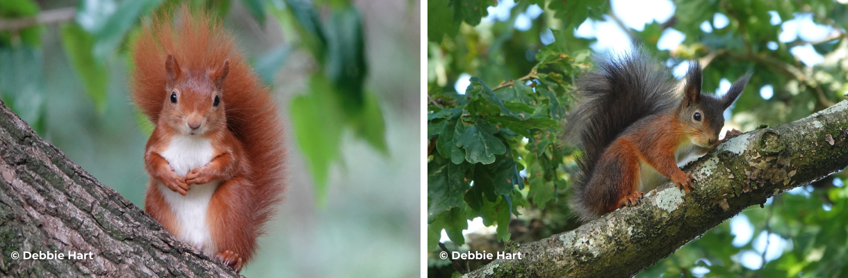 Red squirrel's on the Isle of Wight