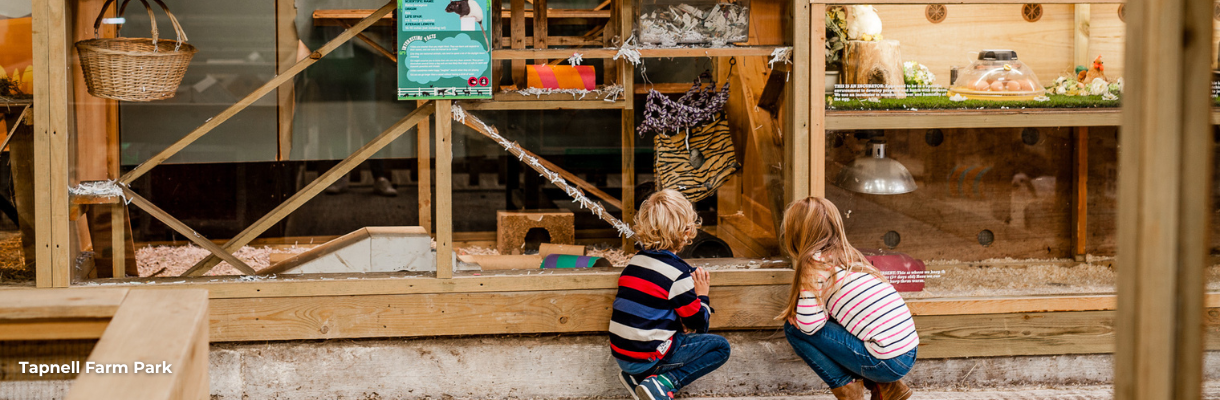 Children watching the animals at Tapnell Farm Park on the Isle of Wight