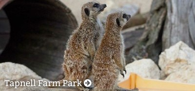 Two meerkats standing