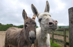 Two donkeys at the Isle of Wight Donkey Sanctuary