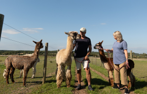 Couple standing with alpacas at West Wight Alpacas and Llamas