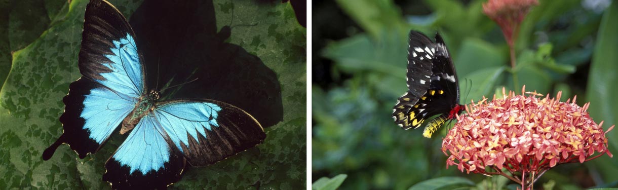 Butterfly World
