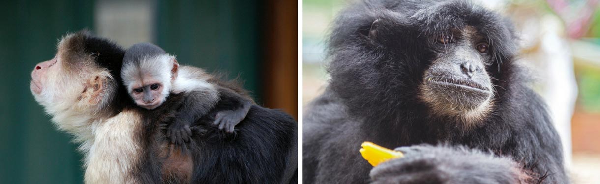Monkey Haven