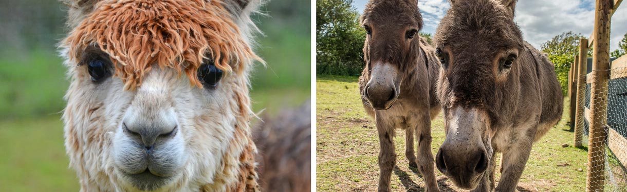West Wight Alpacas