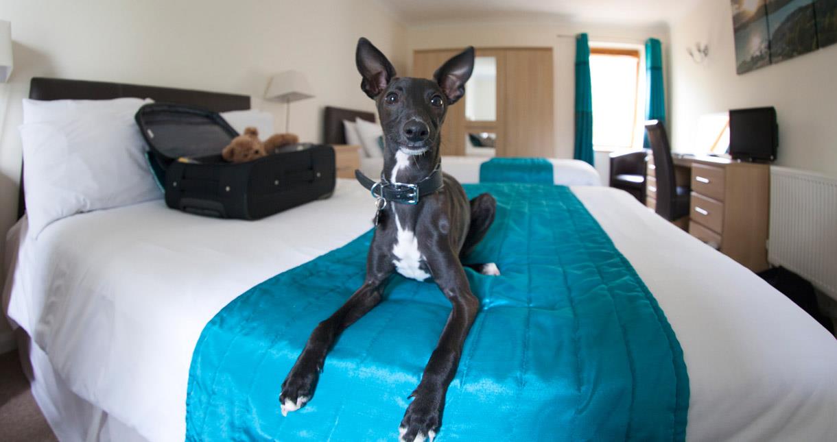 Dog Friendly Accommodation On Isle Of Wight