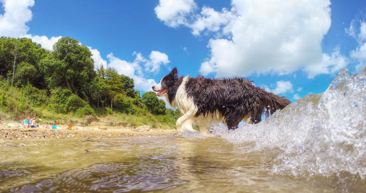 Dog Friendly Beaches Visit Isle Of Wight