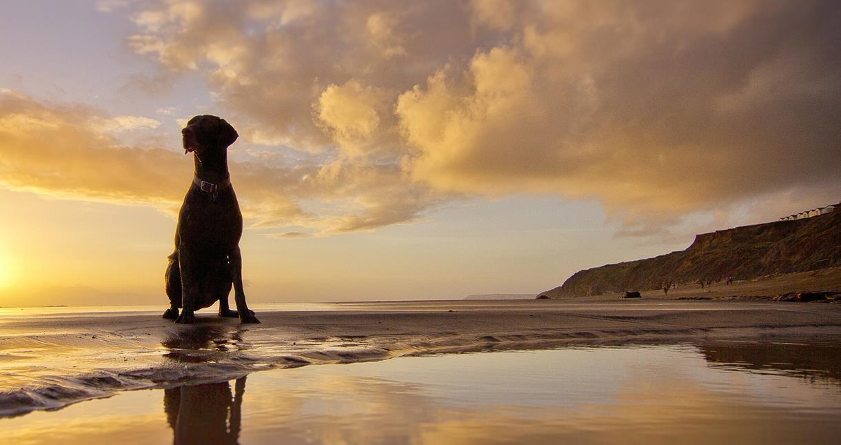 Dog Friendly Places To Visit - Visit Isle Of Wight